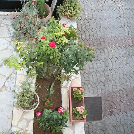 πλάτανος *